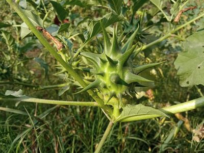 Datura ferox, photographed by Josep Gesti