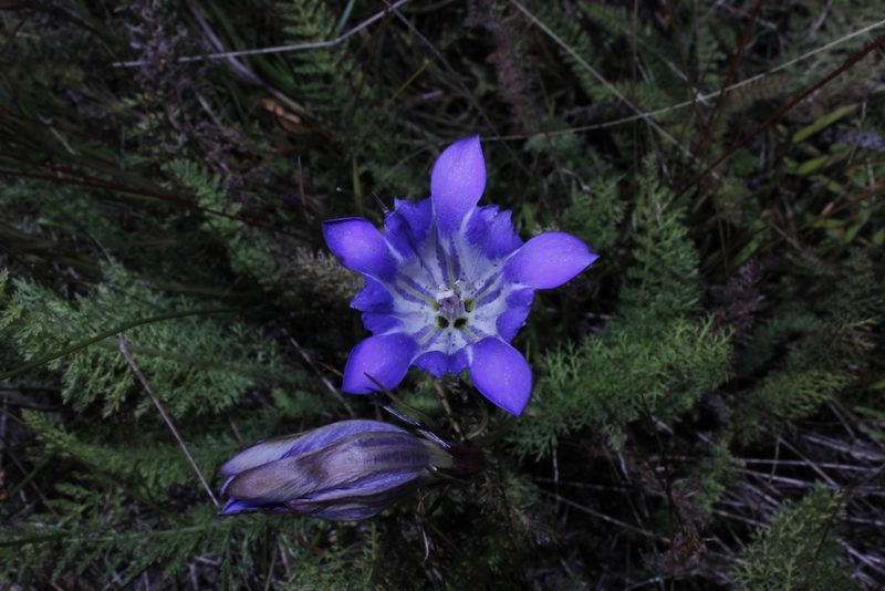 Gentiana bicuspidata, photographed by Arturo Castro Castro