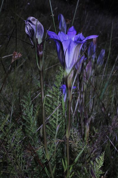 Gentiana bicuspidata, photographed by Arturo Castro Castro