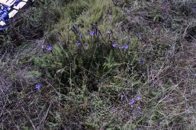 Gentiana bicuspidata, photographed by Arturo Castro Castro