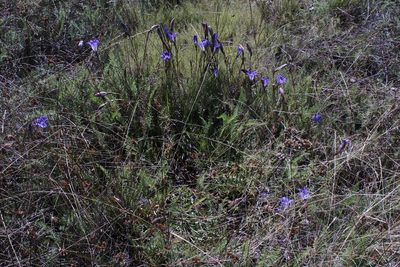 Gentiana bicuspidata, photographed by Arturo Castro Castro