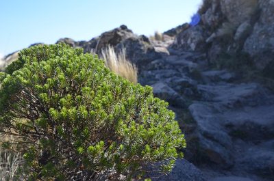 Baccharis aliena, photographed by Lauu