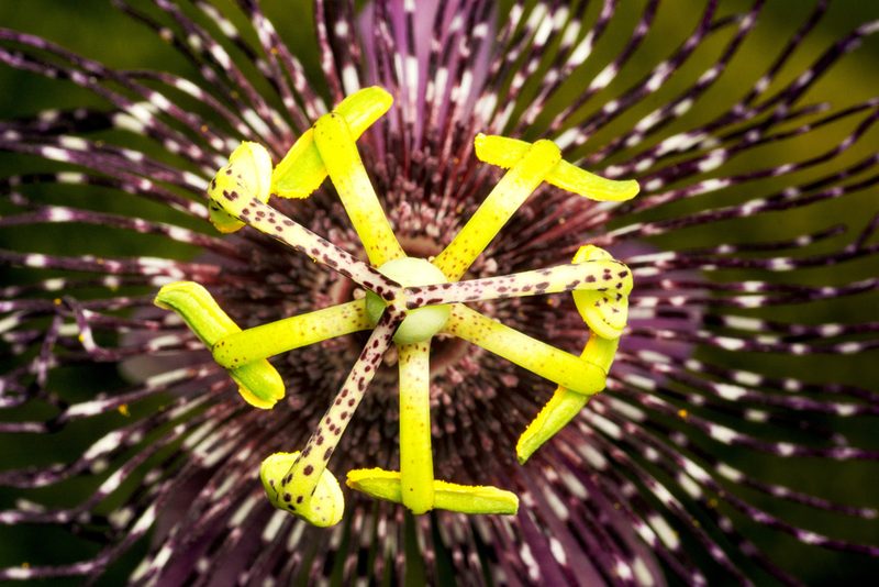 Passiflora trisulca, photographed by Daniel Mesa