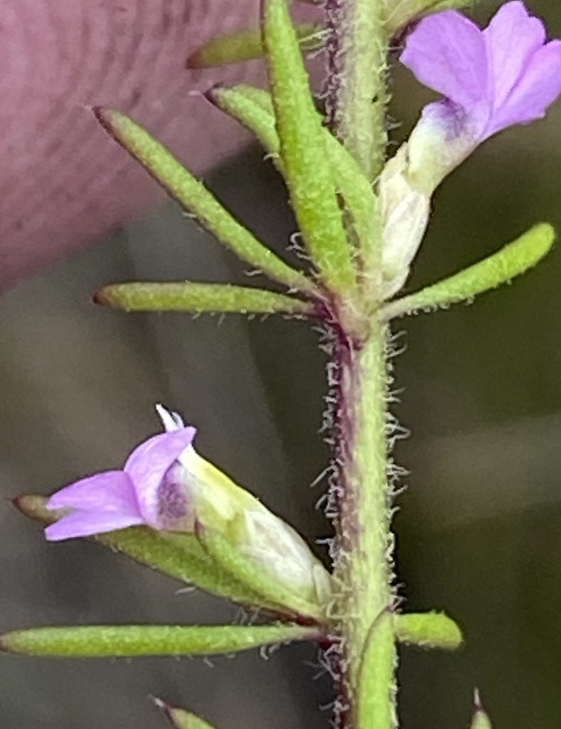 Muraltia chamaepitys, photographed by Dave U