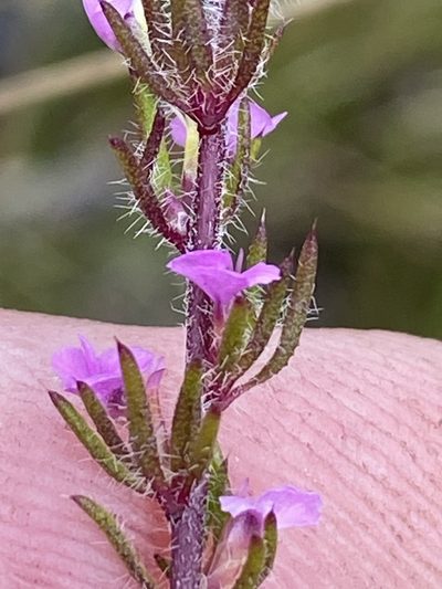 Muraltia chamaepitys, photographed by Dave U
