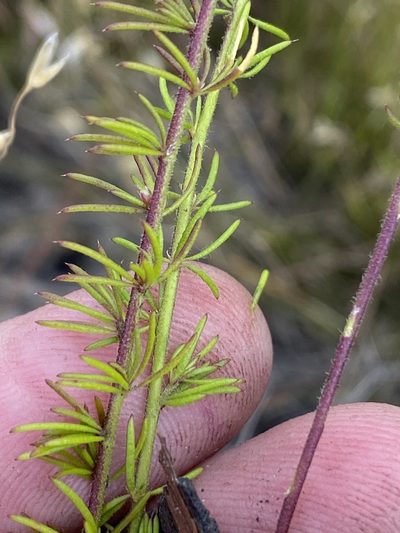 Muraltia chamaepitys, photographed by Dave U