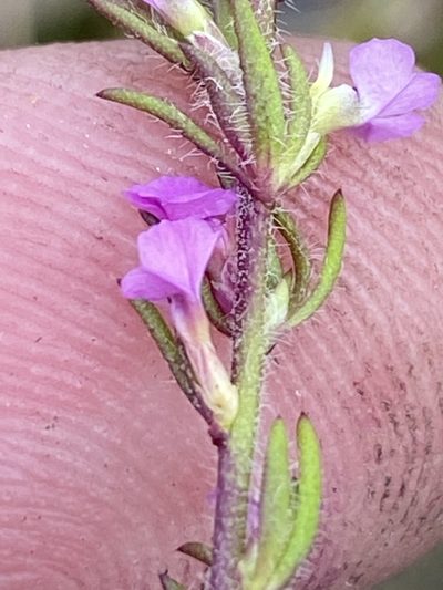 Muraltia chamaepitys, photographed by Dave U