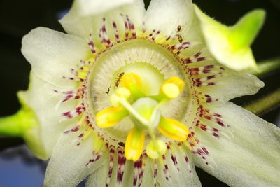 Passiflora adenopoda, photographed by Daniel Mesa