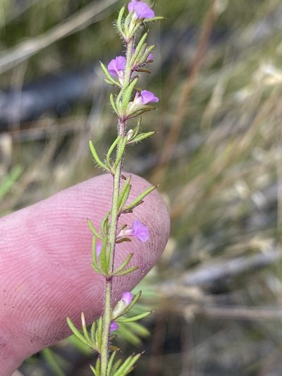 Muraltia chamaepitys, photographed by Dave U