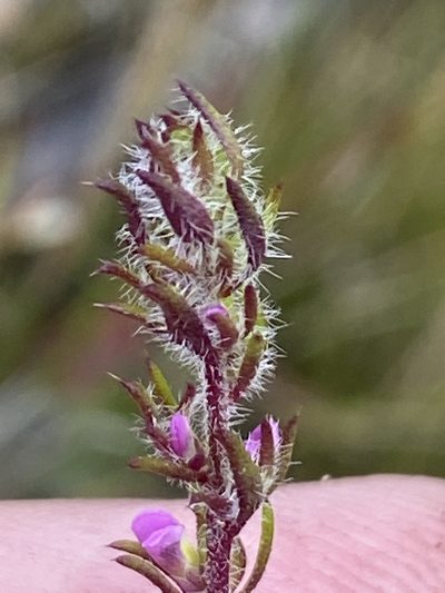Muraltia chamaepitys, photographed by Dave U