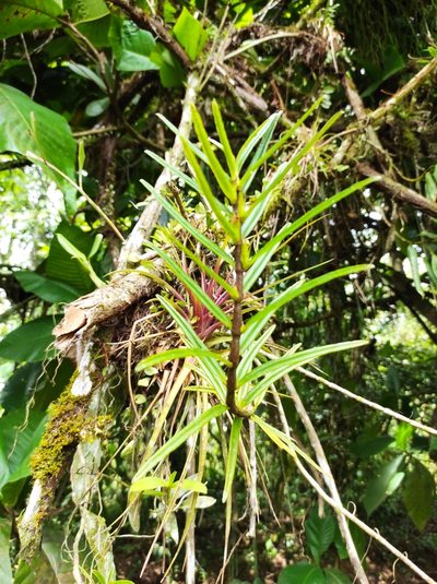 Columnea linearis, photographed by Hersson Ramírez