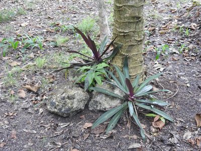 Tradescantia spathacea, photographed by Luis Mora