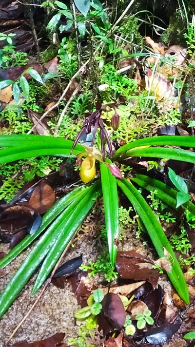 Phragmipedium lindleyanum, photographed by Guillaume Delaitre