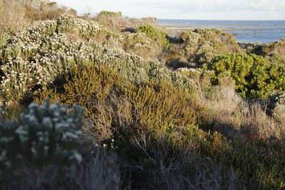 Myrica cordifolia, photographed by Tony Rebelo