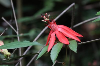 Passiflora quadriglandulosa, photographed by scaup