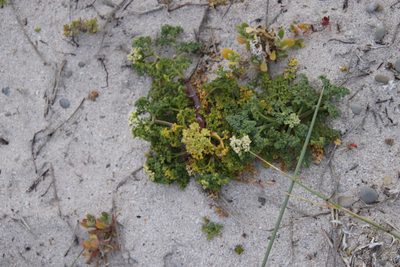 Dasispermum suffruticosum, photographed by Tony Rebelo