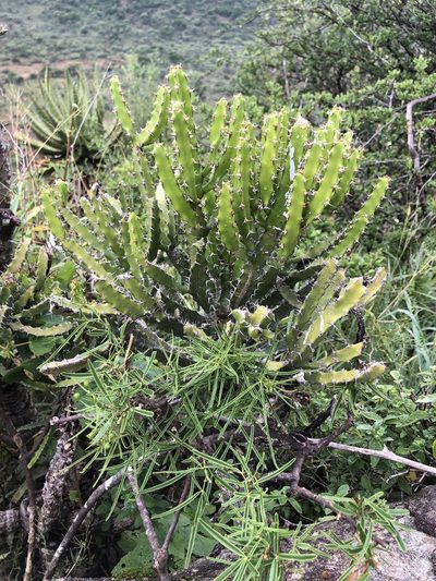 Euphorbia grandidens, photographed by Sunčana Bradley