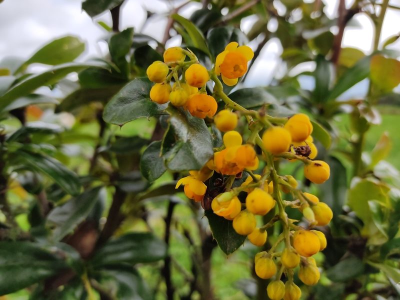 Berberis hallii, photographed by sandy-espinozaf