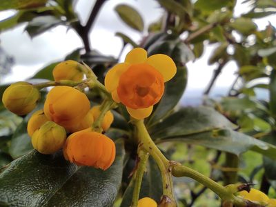 Berberis hallii, photographed by sandy-espinozaf