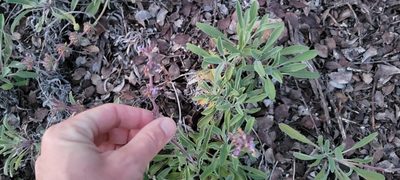 Salvia sonomensis, photographed by Amthinkia
