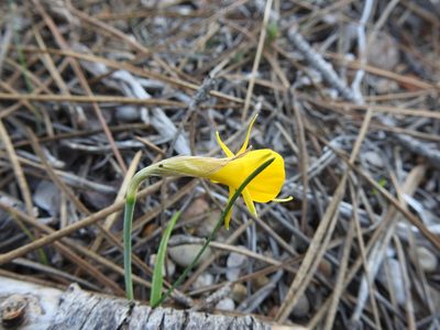 Narcissus obesus, photographed by Duarte Frade