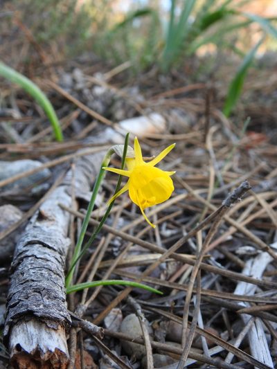 Narcissus obesus, photographed by Duarte Frade