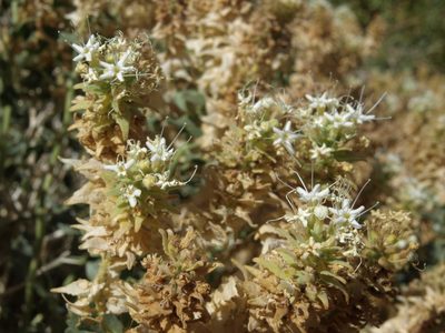 Petalonyx nitidus, photographed by Jim Morefield