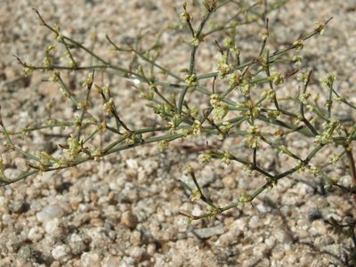 Eriogonum brachyanthum, photographed by Jim Morefield