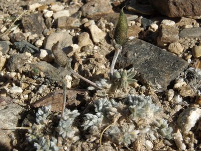 Oxytropis parryi, photographed by Jim Morefield