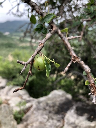 Commiphora neglecta, photographed by Sunčana Bradley