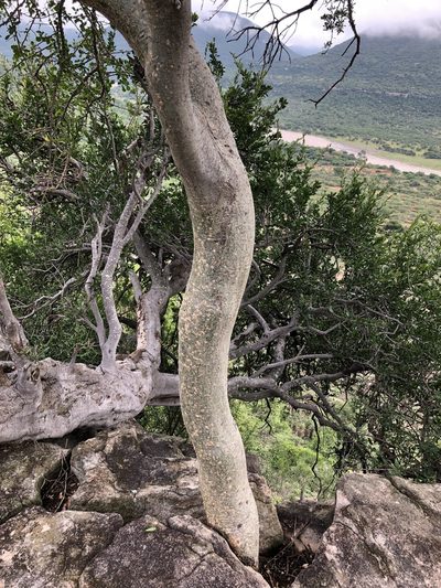 Commiphora neglecta, photographed by Sunčana Bradley