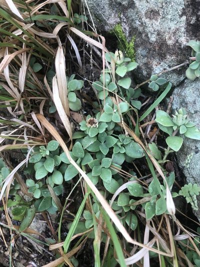 Delosperma tradescantioides, photographed by Sunčana Bradley