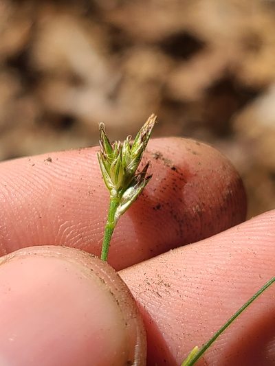 Carex nigromarginata, photographed by Jeff Wilson