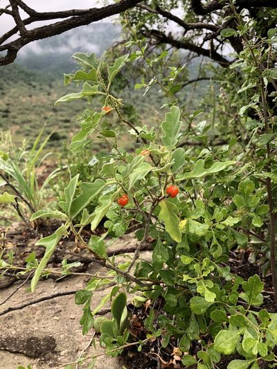 Solanum catombelense, photographed by Sunčana Bradley