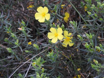 Cistus calycinus, photographed by Duarte Frade