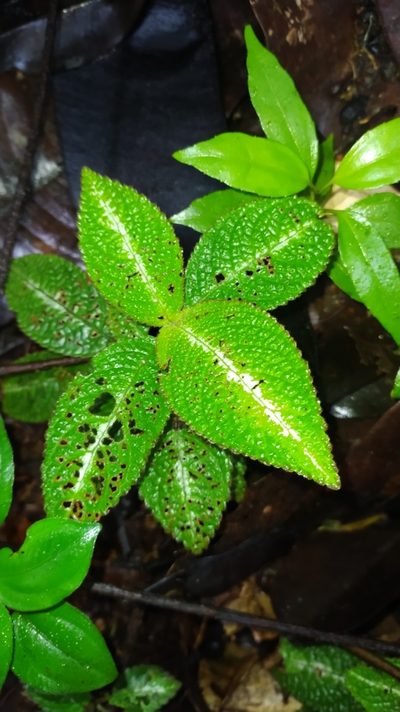 Nautilocalyx pictus, photographed by Guillaume Delaitre