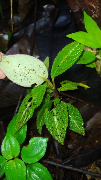 Nautilocalyx pictus, photographed by Guillaume Delaitre