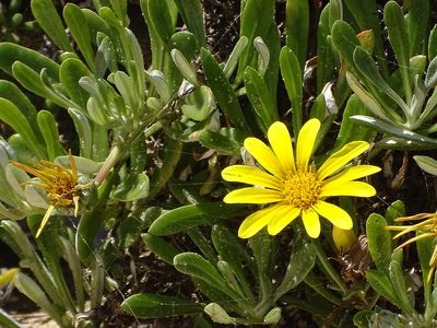 Gazania rigens, photographed by Shaun Swanepoel
