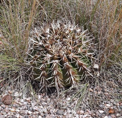 Parodia mammulosa, photographed by Hugo Hulsberg