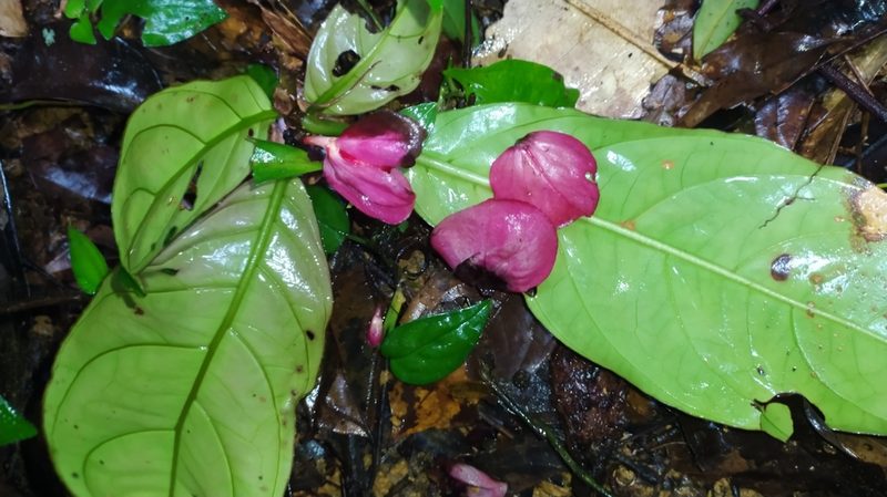 Drymonia coccinea, photographed by Guillaume Delaitre