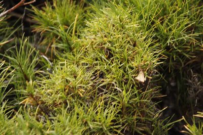 Ficinia ramosissima, photographed by Tony Rebelo