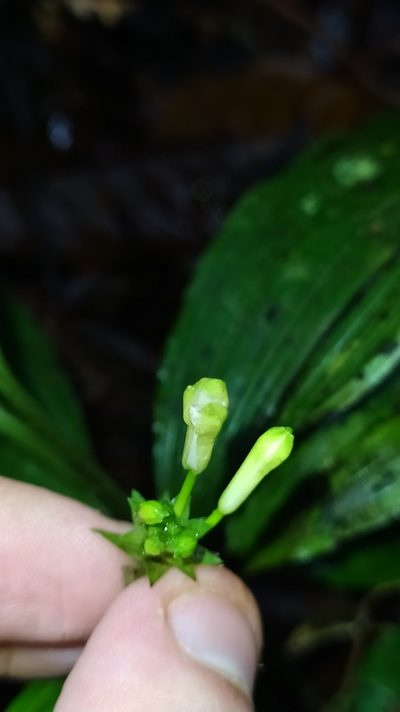Palmorchis pabstii, photographed by Guillaume Delaitre