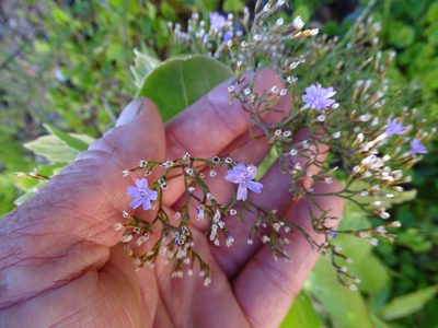 Limonium scabrum, photographed by Shaun Swanepoel