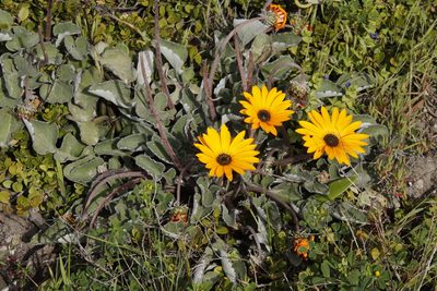 Arctotis acaulis, photographed by Tony Rebelo