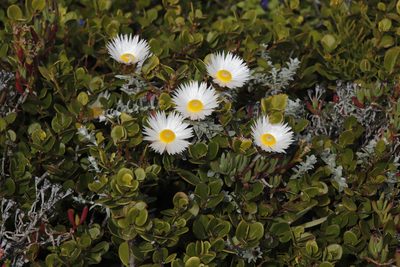 Helichrysum retortum, photographed by Tony Rebelo