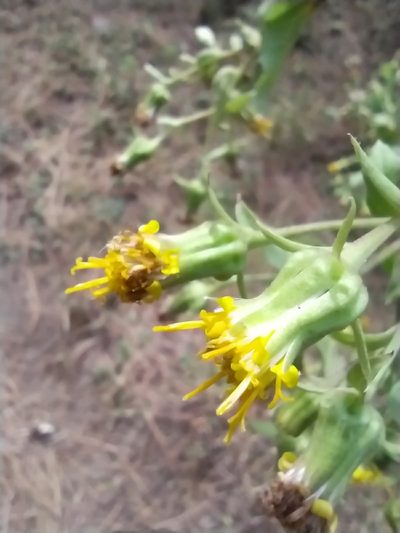 Roldana angulifolia, photographed by Obed Palagot Echavarria