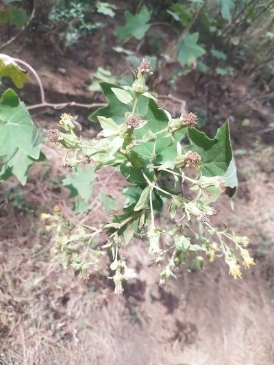Roldana angulifolia, photographed by Obed Palagot Echavarria