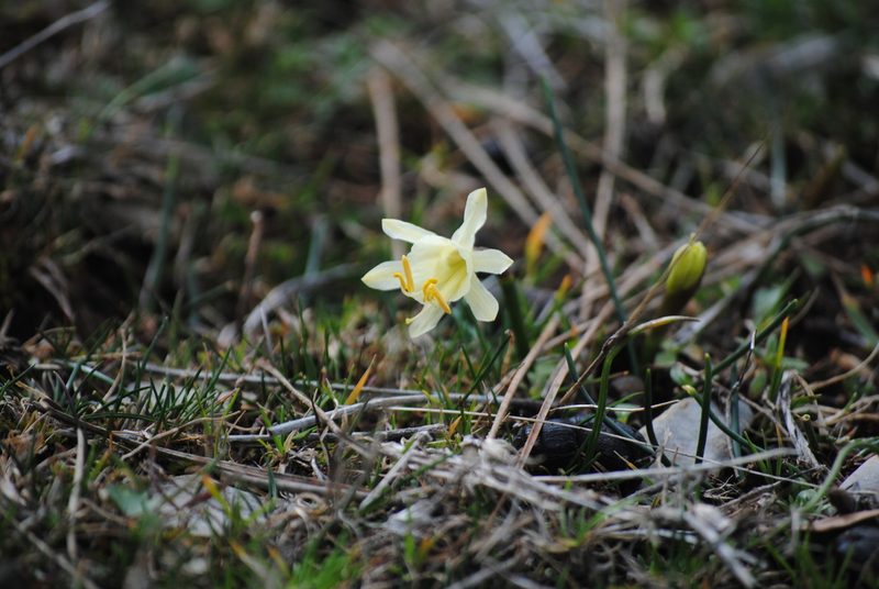 Narcissus hedraeanthus, photographed by Daniel Bulnes Roldán