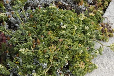 Dasispermum suffruticosum, photographed by Tony Rebelo