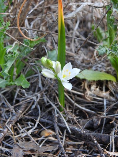 Cathissa unifolia, photographed by Duarte Frade